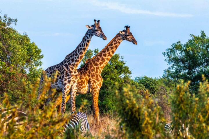The Best Wildlife Safaris in Africa That Support Conservation