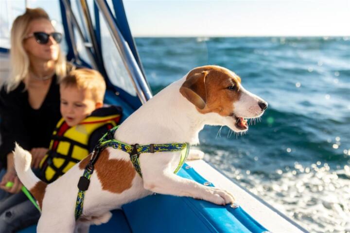 Pet-Friendly Travel: How to Find the Best Accommodations for Dogs